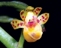 เสือเหลืองกิ่งห้อย Gastrochilus pseudodistichus (King & Pantl.) Schltr.<br/>ORCHIDACEAE